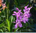 Purple orchid flowers at the park Royalty Free Stock Photo