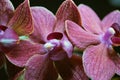 Purple orchid flowers pink on black background flora botanical view of tropical plants beautiful color Royalty Free Stock Photo