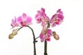 Purple orchid flowers Royalty Free Stock Photo