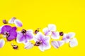 Purple orchid flowers on yellow background. Tropical floral composition with copy space. Summer, spring flat lay Royalty Free Stock Photo