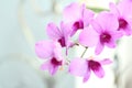 Purple orchid Royalty Free Stock Photo