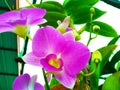 Purple orchid flowers soft blur background Royalty Free Stock Photo