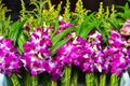 Purple orchid flowers at a Thai temple Royalty Free Stock Photo