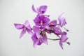 Purple orchid flowers Royalty Free Stock Photo