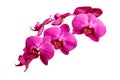 Purple orchid flowers on white background Royalty Free Stock Photo