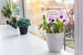 Purple Orchid flowers in a white pot on a wooden table and in a white background. Royalty Free Stock Photo