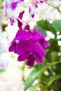 Purple orchid Front flower Royalty Free Stock Photo