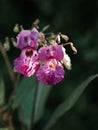 Purple orchid in the garden Royalty Free Stock Photo