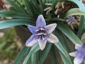 purple orchid in the garden