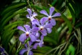 Purple orchid with green blur leaf background Royalty Free Stock Photo