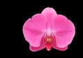 Purple orchid isolated on black background