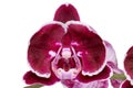 Purple orchid isolated. Close-up of a single blossom on a beautiful blooming twig of purple Phalaenopsis orchid isolated on a