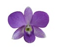 Purple orchid over white background Royalty Free Stock Photo