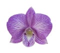 Purple orchid over white background Royalty Free Stock Photo