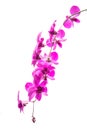 Purple orchid isolated on white