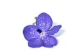 Purple orchid isolated white background Royalty Free Stock Photo