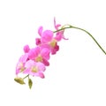 The Purple orchid. Isolated with a white background Royalty Free Stock Photo