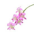 The Purple orchid. Isolated with a white background Royalty Free Stock Photo