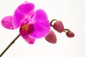 Purple orchid isolated on white background Royalty Free Stock Photo