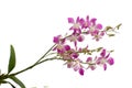 Purple orchid isolated on white background Royalty Free Stock Photo