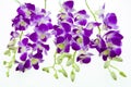 Purple orchid isolated on white background. Royalty Free Stock Photo