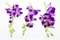 Purple orchid isolated on white background. Royalty Free Stock Photo