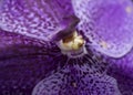 Purple orchid macro closeup.