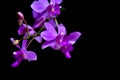 Purple orchid Many flowers black background