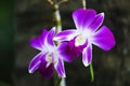 Purple Orchid Royalty Free Stock Photo