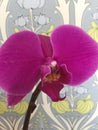 Purple orchid with Paisley