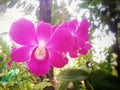 Purple Orchid in a park