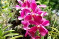 Purple orchid in the park. Pink orchid