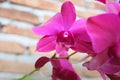 Purple orchid petals blooming on exposed brick wall background Royalty Free Stock Photo