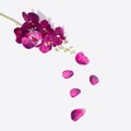 Purple orchid with petals on white background. Minimal creative lay out