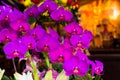 Purple orchid Phalaenopsis in the altar decoration of Taiwanese temple