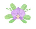 Purple Orchid phalaenopsis watercolor illustration. Beautifull exotic flower in a full bloom with green buds Royalty Free Stock Photo