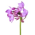 Purple orchid, Philippine ground orchid, Tropical flowers isolated on white background, with clipping path Royalty Free Stock Photo