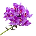 Purple orchid, Philippine ground orchid, Tropical flowers isolated on white background, with clipping path Royalty Free Stock Photo