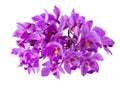 Purple orchid, Philippine ground orchid, Tropical flowers isolated on white background, with clipping path Royalty Free Stock Photo
