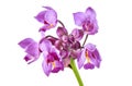 Purple orchid, Philippine ground orchid, Tropical flowers isolated on white background, with clipping path Royalty Free Stock Photo