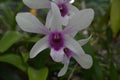 Purple orchid Picture