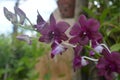 Purple orchid Picture