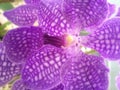 Purple orchid picture.