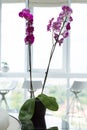 Purple orchid in a pot. Flowers in a pot. plant in the interior. A pot on a glossy black table against the window Royalty Free Stock Photo