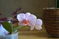 Purple orchid in a pot Royalty Free Stock Photo