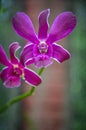 Purple orchid in Royal Botanic Gardens,kandy,Sir Lanka