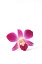 Purple Orchid Series 1 Royalty Free Stock Photo