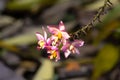 The purple orchid species Spathoglottis unguiculata