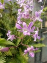 Purple orchid in sri lanka flower ild