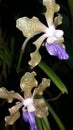 Purple orchid in sri lanka ,